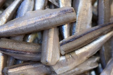 Deniz ürünleri pazarında Satılık taze balık.