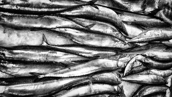 Fundo preto e branco de peixes . — Fotografia de Stock