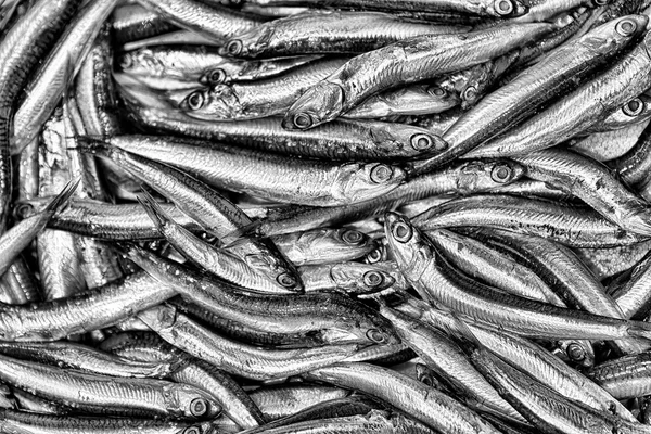 Černé a bílé pozadí ryb. — Stock fotografie