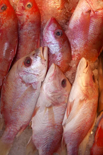 Čerstvé ryby na prodej na trhu s mořskými plody. — Stock fotografie