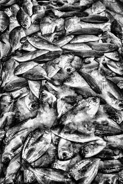 Sfondo bianco e nero di pesce . — Foto Stock