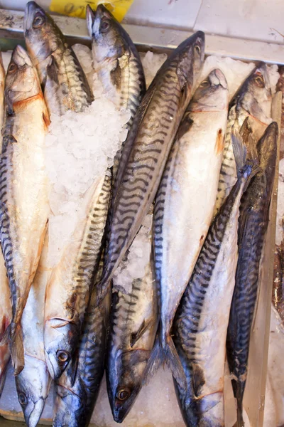 Peixes frescos para venda no mercado dos frutos do mar . — Fotografia de Stock