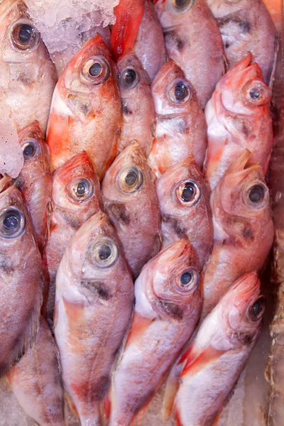 Färsk fisk till salu på skaldjur marknaden. — Stockfoto