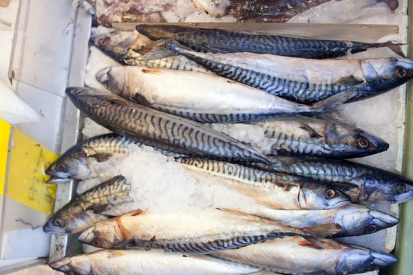 Pesce fresco in vendita al mercato dei frutti di mare . — Foto Stock