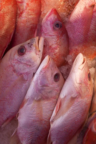 Färsk fisk till salu på skaldjur marknaden. — Stockfoto