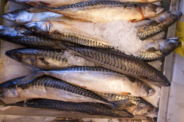 Pesce fresco in vendita al mercato dei frutti di mare . — Foto Stock