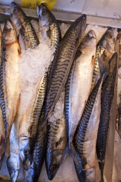 Pescado fresco a la venta en el mercado de mariscos . —  Fotos de Stock