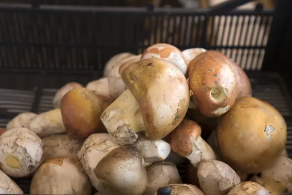 Funghi selvatici. — Foto Stock