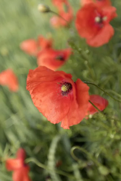 Vallmo blommor. — Stockfoto