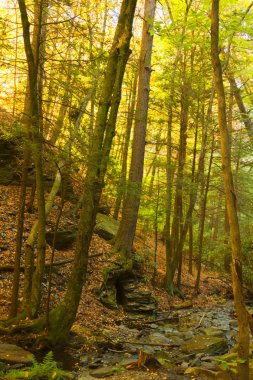 Renkli sonbahar sahne manzaralar.