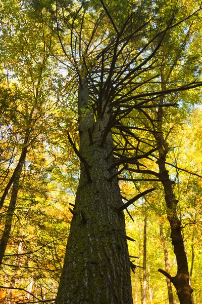 Renkli sonbahar sahne manzaralar.