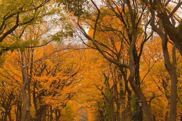 Paesaggi variopinti di autunno . — Foto Stock