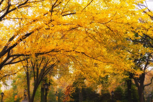 Barevný podzim scenérie krajiny. — Stock fotografie