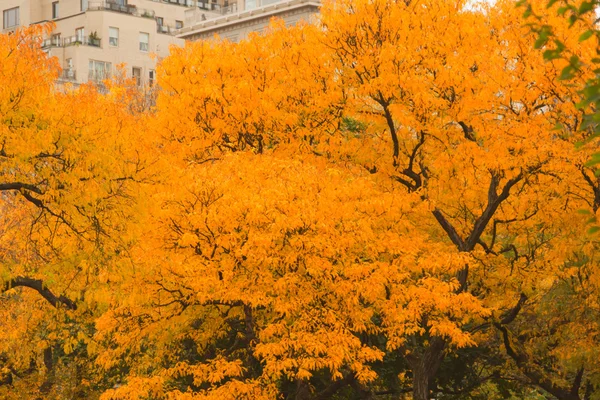 Colorful fall scenery landscapes. — Stock Photo, Image