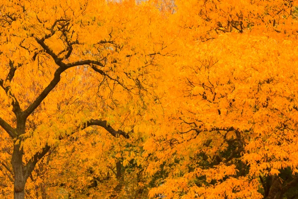 カラフルな秋の風景風景. — ストック写真