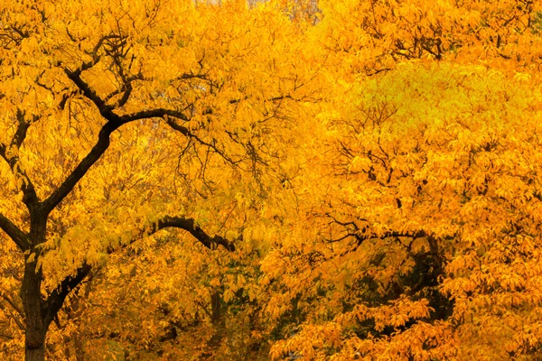 カラフルな秋の風景風景. — ストック写真