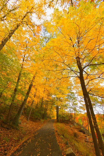 Paesaggi variopinti di autunno . — Foto Stock