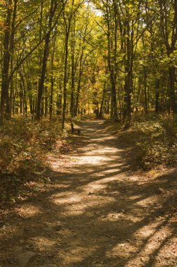 Renkli sonbahar sahne manzaralar.