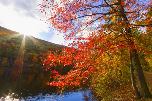 Renkli sonbahar sahne manzaralar. — Stok fotoğraf