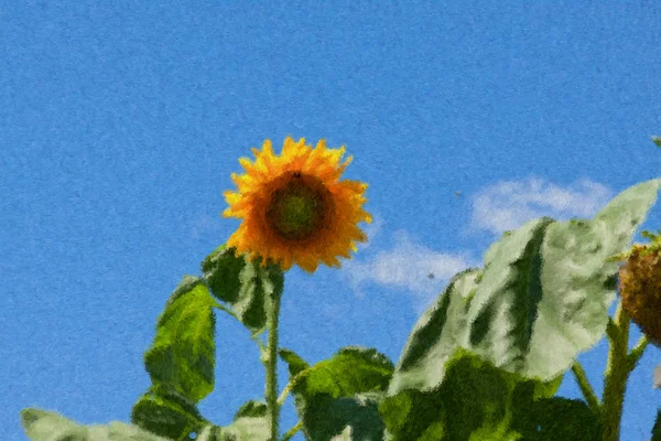 Sunflowers — Stock Photo, Image