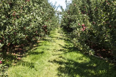 Taze elma meyve bahçesinde büyüyen