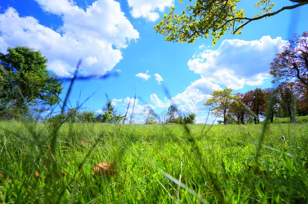 Grönt gräs Stockbild