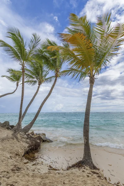 海滩上的棕榈树. — 图库照片