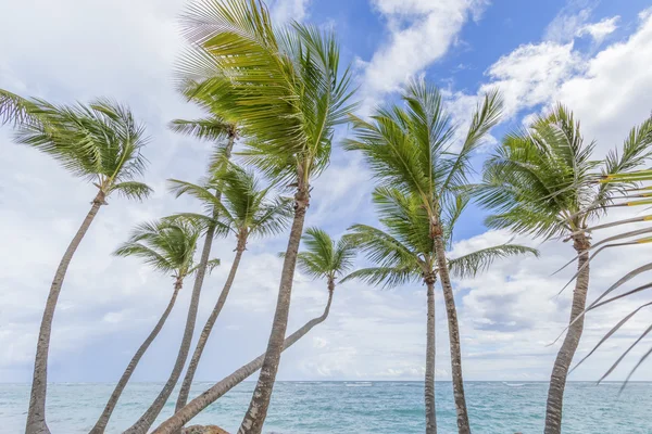Sahilde palmiye ağaçları. — Stok fotoğraf