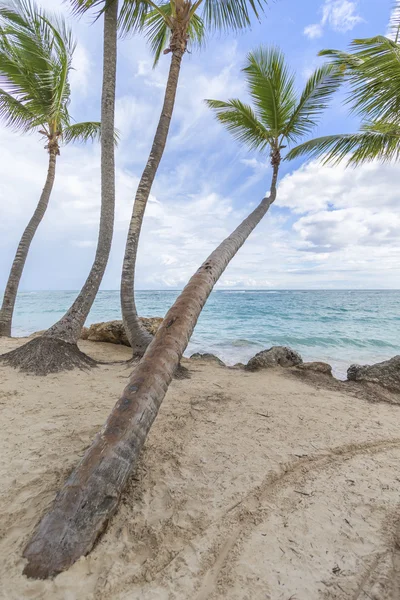 Drzewa palmowe na plaży. — Zdjęcie stockowe