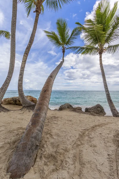 Drzewa palmowe na plaży. — Zdjęcie stockowe