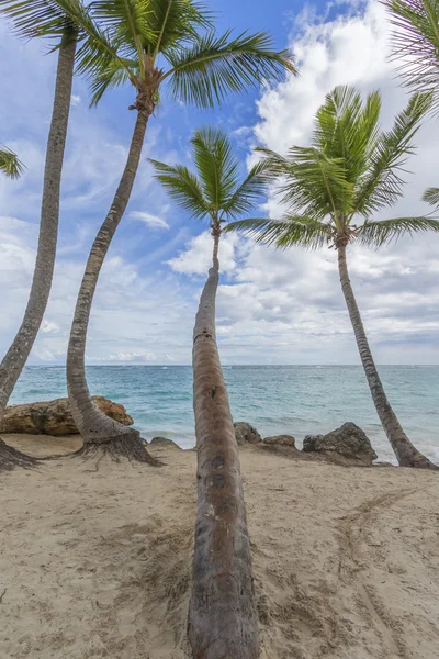 海滩上的棕榈树. — 图库照片