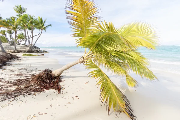 Пальмы на пляже. — стоковое фото