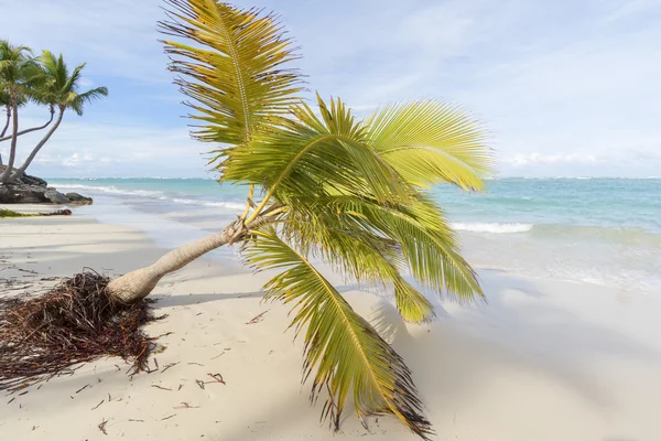 Sahilde palmiye ağaçları. — Stok fotoğraf