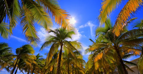 Palm trees on the beach. — Stock Photo, Image