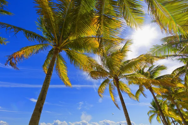 Palm trees on the beach. — Stock Photo, Image