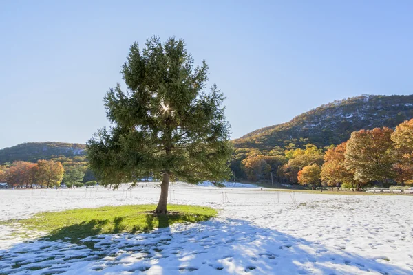 Weihnachtsbaum. — Stockfoto