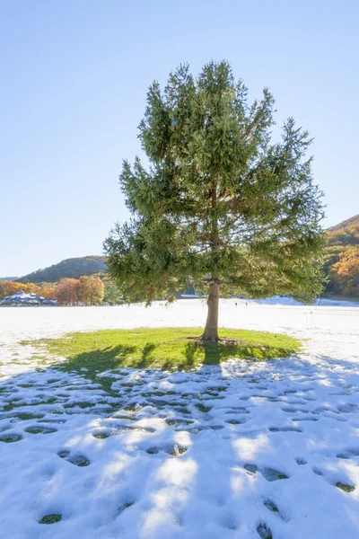 Juletre. – stockfoto