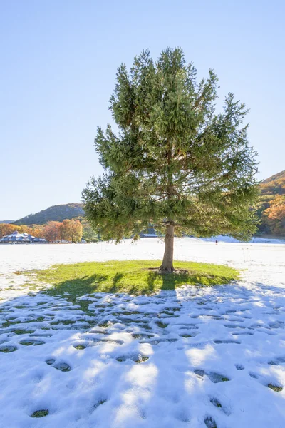 Weihnachtsbaum. — Stockfoto