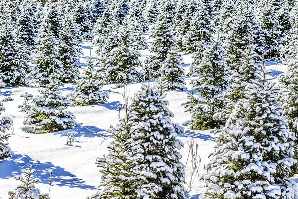 Winter landscape — Stock Photo, Image