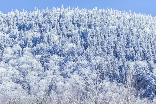 Paisaje invierno —  Fotos de Stock