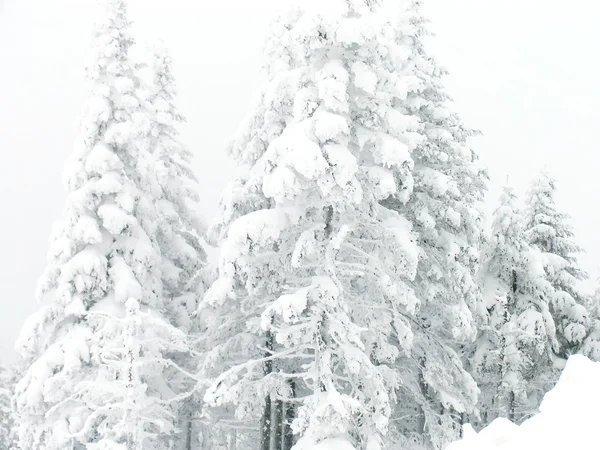 Winter landscape — Stock Photo, Image