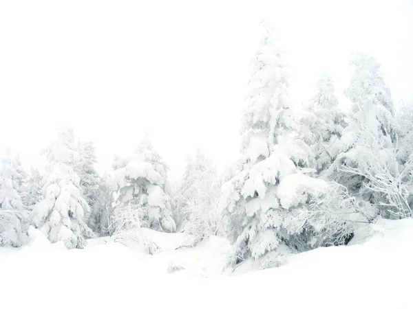 Winter landscape — Stock Photo, Image