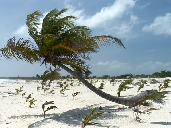 Spiaggia dei Caraibi. — Foto Stock