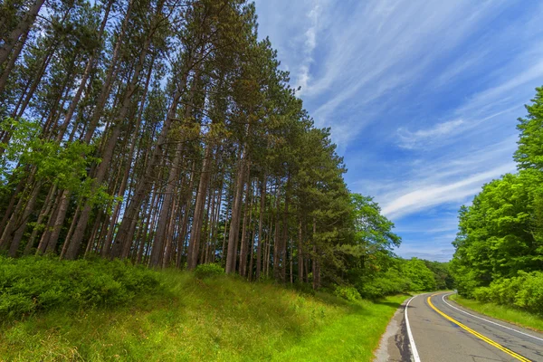 Tree landscape. — Stockfoto