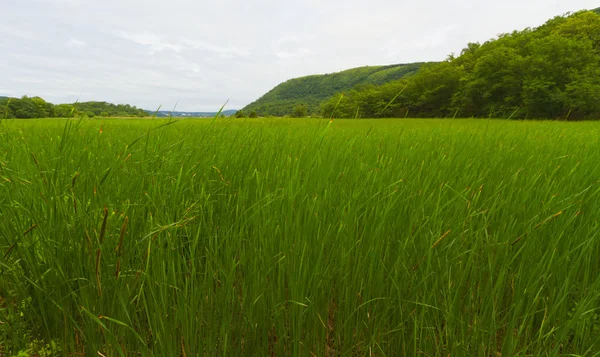 Met gras begroeid landschap. — Stockfoto