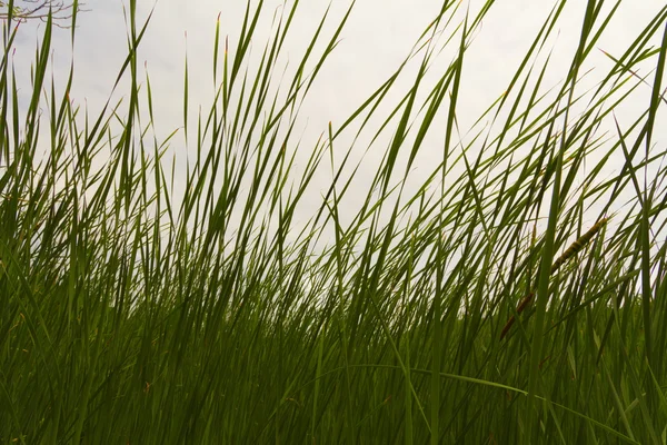 Gräsbevuxen landskap. — Stockfoto