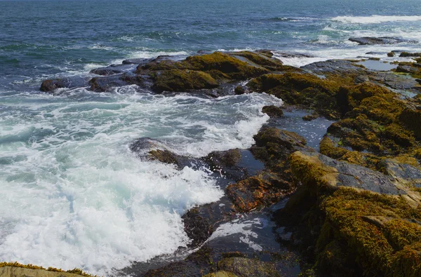 Stenig strand. — Stockfoto