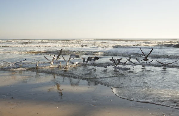 Playa de arena . — Foto de Stock