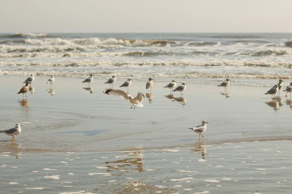 Spiaggia di sabbia . — Foto Stock