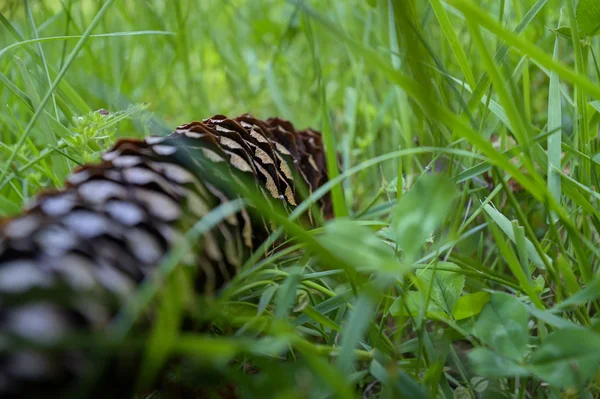 Grassy landscape. — Stock Photo, Image